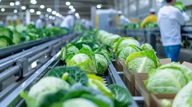 Fresh produce processing line under food safety and quality control